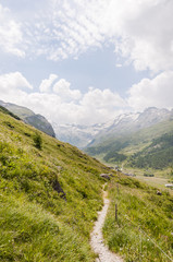 Sils, Val Fex, Fextal, Val Fedoz, Fexgletscher, Wanderweg, Bergwiesen, Bergkr&auml;uter, Oberengadin, Engadin, Alpen, Graub&uuml;nden, Sommer, Schweiz