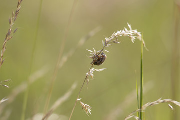 A Junebug hanging upside down on a blade of grass
