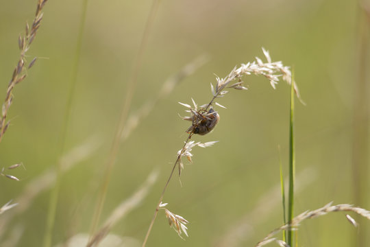 A Junebug Hanging Upside Down On A Blade Of Grass