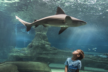 Photograph of a child in an aquarium near a great shark