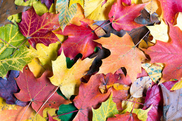 Colorful Autumn Leaves Natural Background