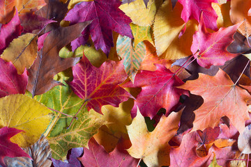 Colorful Autumn Leaves Background