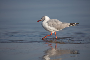 Sabine's Gull