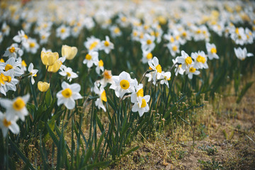 Field of Narcissuses