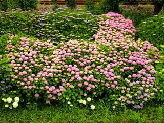 放水路土手の紫陽花咲く風景