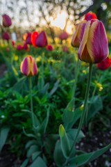 Blooming tulips at dawn in the dew