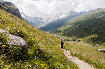 Sils, Val Fex, Fextal, Fex Platta, Fexgletscher, Wanderweg, Wanderer, Blumenweg, Bergwiesen,...