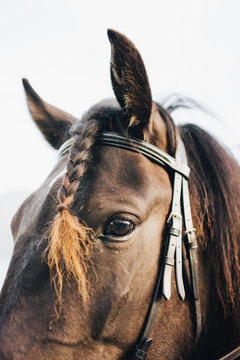 Braided horse looking at camera