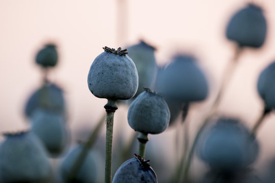 Poppy plants, Papaver somniferum, seed vessel, in the evening light