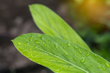 Green leaves of the galangal with drops of dew.