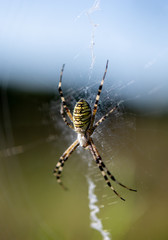 Big spider with dewdrops