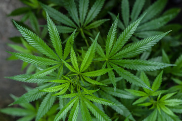 Naklejka na ściany i meble A plant of marijuana on a blurred natural background. Selective focus.