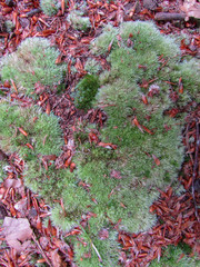 Moss on a wood for background