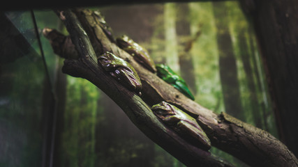 Viele Frösche auf Ästen