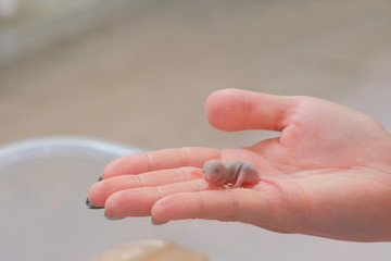 Newborn little blind mouse in woman's hand. Close-up woman's hand.