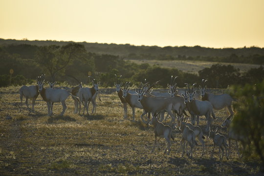 Scimitar Oryx at Sunset