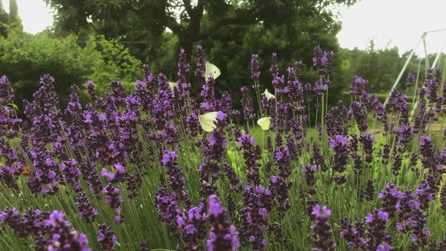 Slow motion butterfly flying on a field of purple flowers.