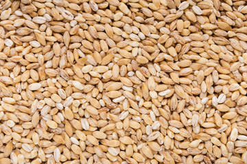 Dry wheat grains texture
