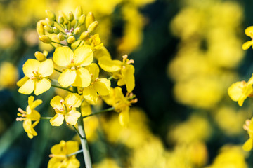 Rape blossom. Spring background. Flowering Canola or colza. blooming rape or Brassica napus. Springtime and summer border