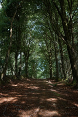 Summer forest trees .