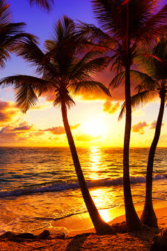 Fototapeta Coconut palm trees against colorful sunset