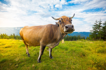 Naklejka na ściany i meble Cows graze on hills