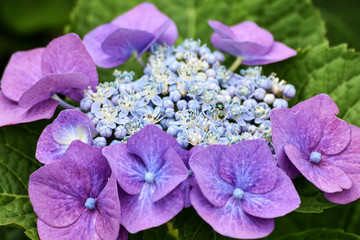 Obraz premium Hortensienblüte mit Fliege