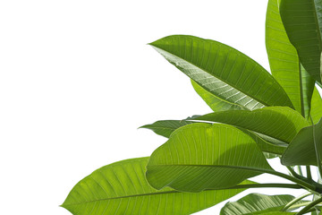 leaves close up isolated on background