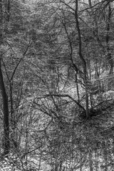 Black-and-white woodland  landscape - thicket with bare branches of trees