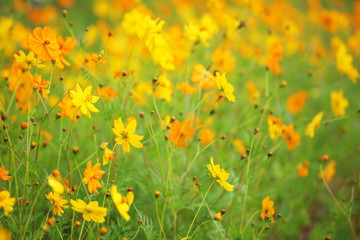Naklejka premium field of beautiful yellow cosmos flower background.