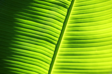 texture of beautiful fresh banana leaf background