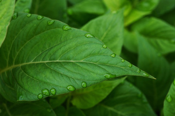 Fototapeta na wymiar Green leaf with droplets and green background.