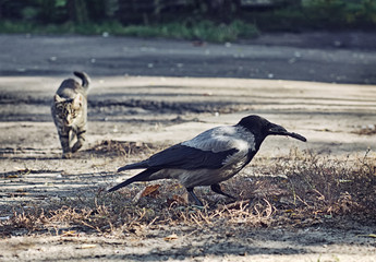 The cat hunts a crow.