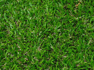 Obraz premium The green grass
