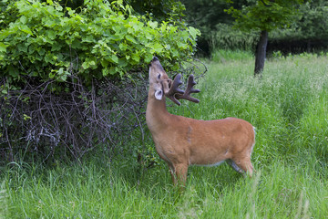 Fototapeta premium White-tailed deer buck in the early morning light with velvet antlers eating leaves in spring in Canada