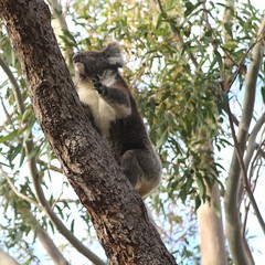 Obraz premium Koala climbing on eucalyptus trees