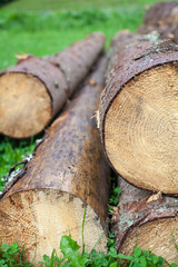 Stacked Logs Outdoors