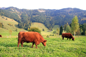 Fototapeta na wymiar Swiss Cows / Alpine cows in the pasture in Switzerland