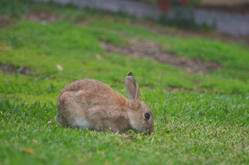 A young rabbit nibbling on some grass on a lawn. A road is just visible in the distance.