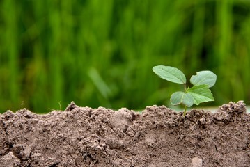 baby plant Growing with soil in nature on green background, earth environmental and earth agriculture concept, young plant place on lower light.