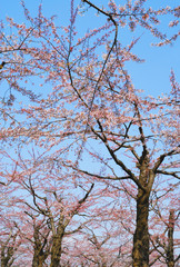 桜　春　素材