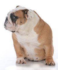 female english bulldog