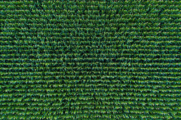 Corn field view from above
