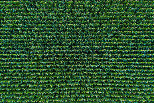 Corn Field View From Above