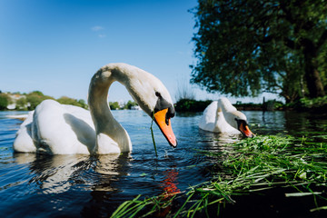 Obraz premium Close up of white grace swan couple stretching his neck and head towards the camera. Alster lake on a sunny day in Hamburg