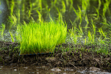 Rice fields, terraces, plantation, farm. An organic asian rice farm