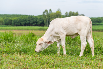 Naklejka na ściany i meble A young white brahman calf eating grass in the field