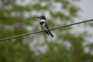 Belted Kingfisher