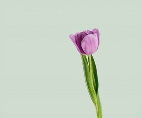 Fototapeta premium Tulip.