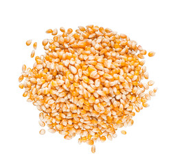 Yellow grain corn on white background